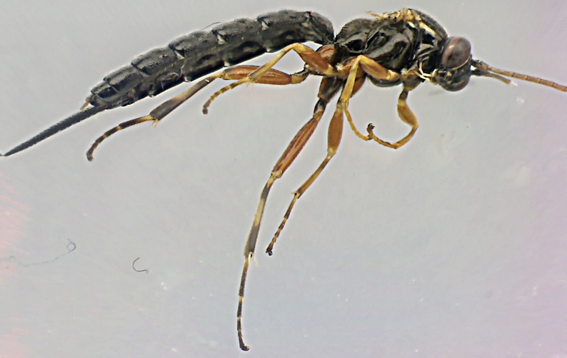 Tromatobia ovivora.jpg